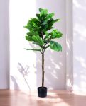 FIDDLE LEAF one 150cm 19511(a)