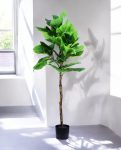 FIDDLE LEAF one 150cm 19511(a)