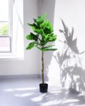 FIDDLE LEAF one 150cm 19511(a)