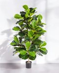 Ficus Lyrata Bush 130cm 8FILYBU10 (2)