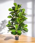 Ficus Lyrata Bush 130cm 8FILYBU10 (2)