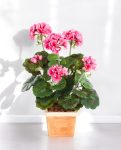 Garenium Pink Bush 33cm 8FW1156PK (3)