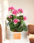 Garenium Pink Bush 33cm 8FW1156PK (3)