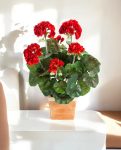 Garenium Red Bush 33cm 8FW1156R