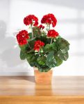 Garenium Red Bush 33cm 8FW1156R