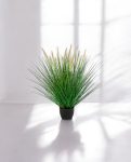 Grass Pennisetum Woodside Bush 55cm 8FW95N055 (3)