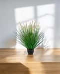 Grass Pennisetum Woodside Bush 55cm 8FW95N055 (3)