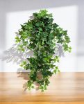 Green Ivy Hanging Bush 70cm 8FW01135N