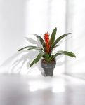 Guzmania Continental Tuft 47cm 8FW1075R (3)