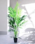 KENTIA PALM 230cm CH10800788(b) (3)