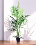 KENTIA PALM 230cm CH10800788(b) (3)