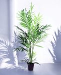 KENTIA PALM 230cm CH10800788(b) (3)