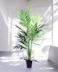 KENTIA PALM 230cm CH10800788(b) (3)