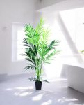 KENTIA PALM 230cm CH10800788(b) (3)