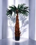 MOUNTAIN PALM 130cm 19353(b)