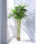 PHOENIX PALM (3 trunk) 300cm CH10811805(a) (2)