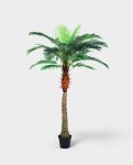 PHOENIX PALM (one trunk) 200cm CH10817745(b) (2)