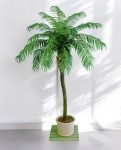 Phoenix Palm Stem 280cm 8FW33009N-05