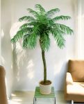 Phoenix Palm Stem 280cm 8FW33009N-05