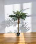 Phoenix Palm Tuft 150cm 8PHPARS20