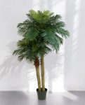 Phoenix Palm Tuft 210cm 8PHPA2S10(3)