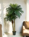 Phoenix Palm Tuft 210cm 8PHPA2S10(3)