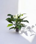 Spathiphyllum Bush Dark 73cm 8FW1019N (2)