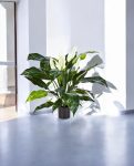 Spathiphyllum Bush Dark 73cm 8FW1019N (2)