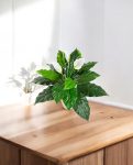 Spathiphyllum Bush White 71cm 8FW1017N (3)