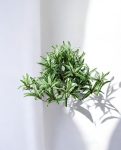 Spider Variegated Bush 35cm 8FW1200NW