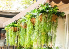 Hanging Plants