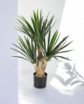 YUCCA BABY 3 BRANCHED 60cm 8YUBAVT10 (3)