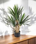 YUCCA BABY 3 BRANCHED 60cm 8YUBAVT10 (3)