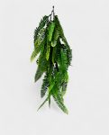 CCGT010- Silvery Spleenwort 60-75cm