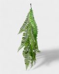 CCGT011- Persian Fern 60-75cm