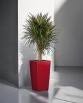 Lechuza Cubico Pot & Plant 5