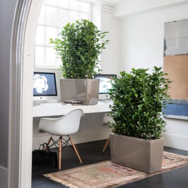 Artificial Plants Kuwait | Stylish Home & Office Décor