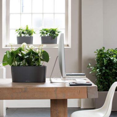 Artificial Plants Kuwait | Stylish Home & Office Décor
