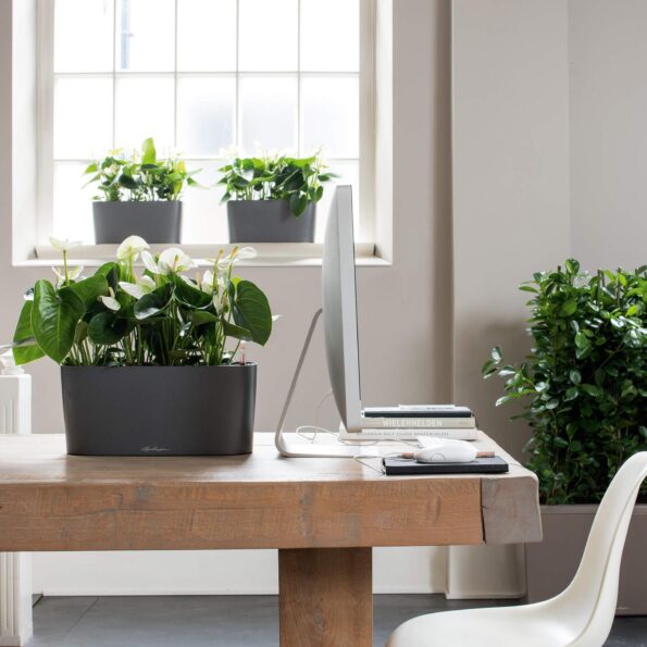 Premium indoor decor plants enhancing modern office interiors