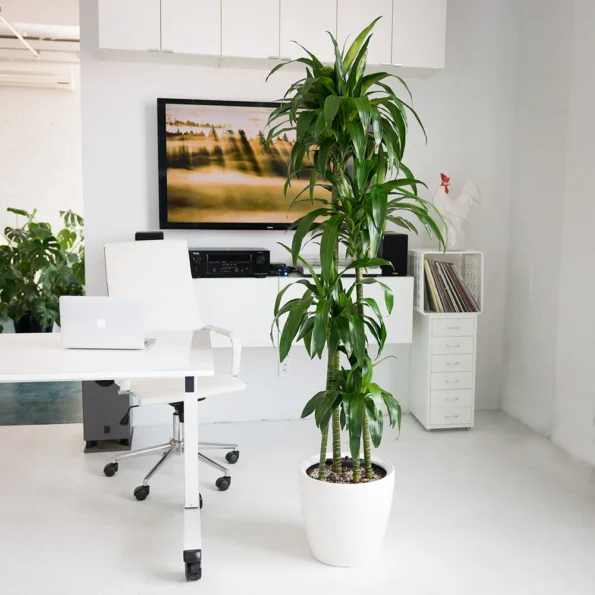 Artificial indoor plants that require no watering or care