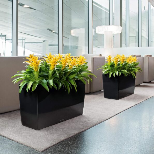 Maintenance-free decorative plants for living rooms