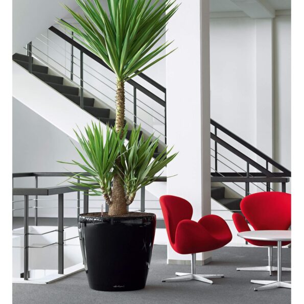 Hassle-free indoor plants for offices and boardrooms